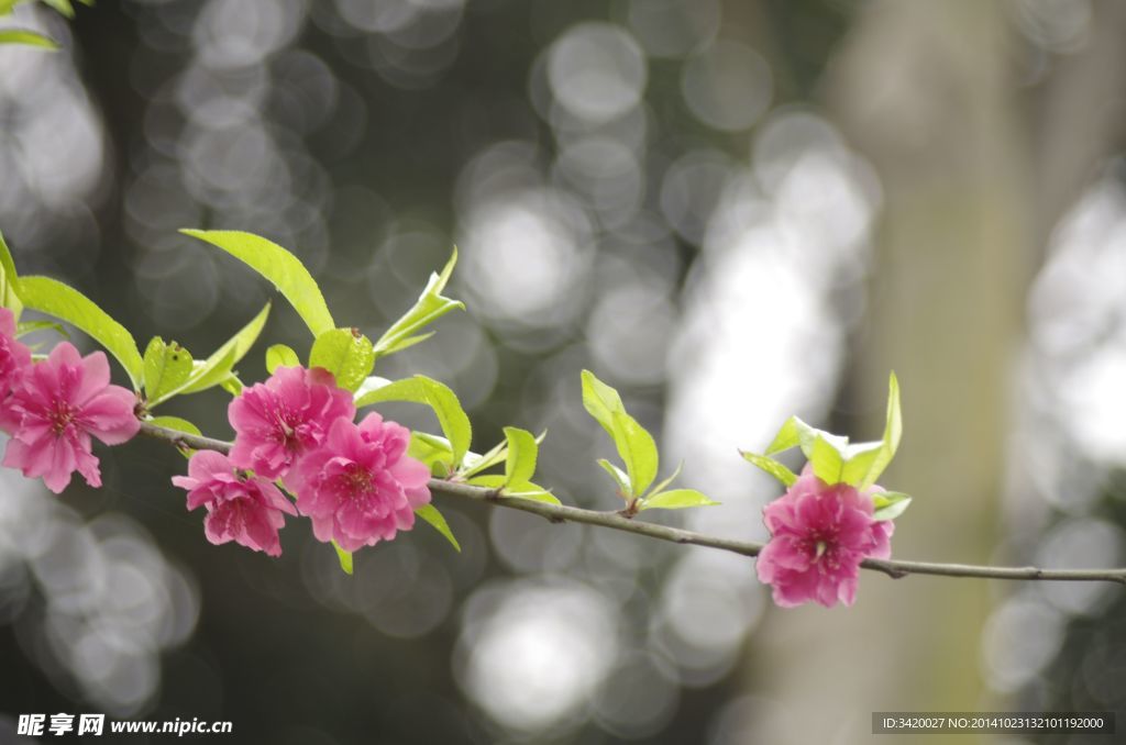 桃花