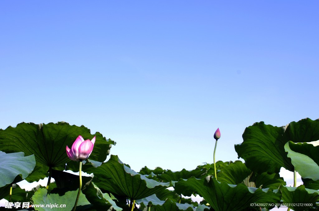 夏日西湖