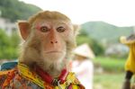 金丝猴