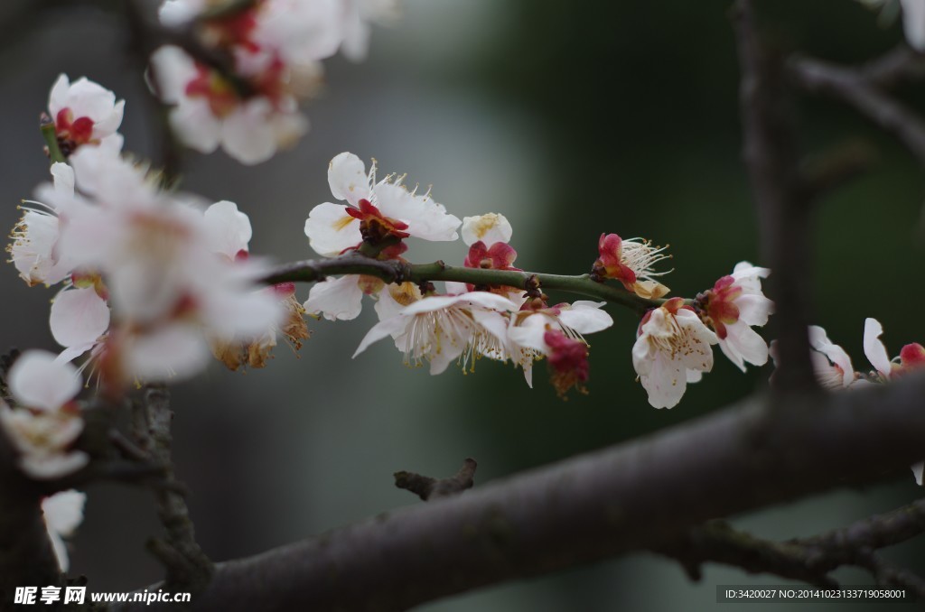 梅花