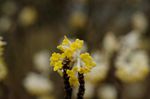 结香花