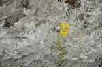 芙蓉菊