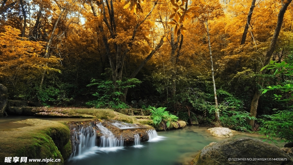 森林 秋景