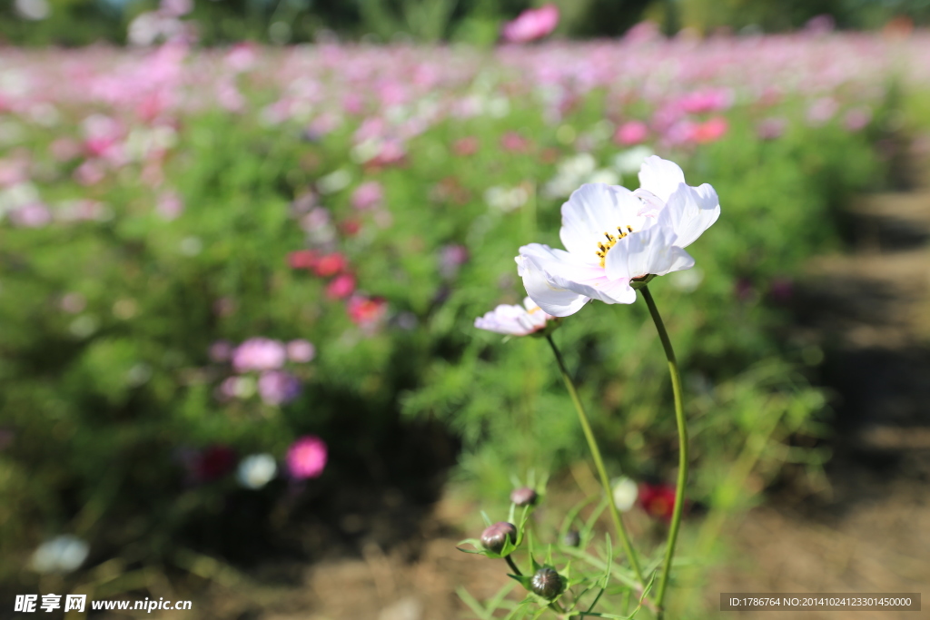 波斯菊