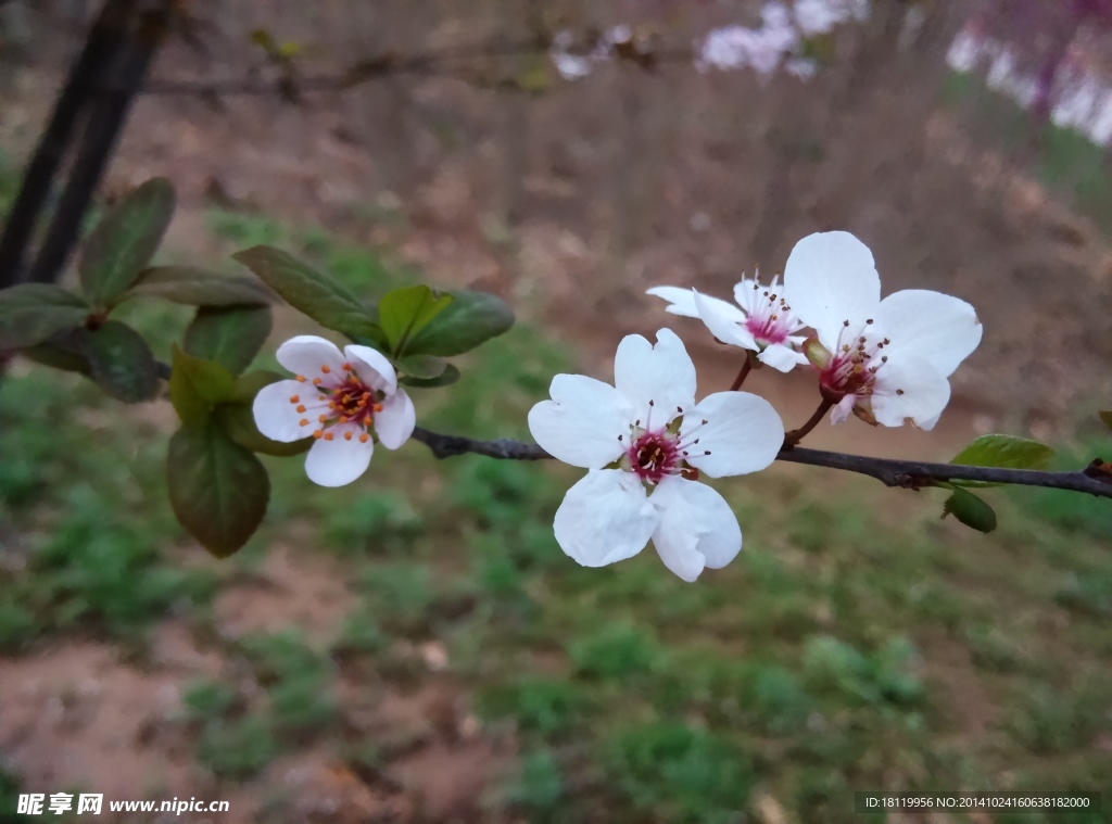 小桃花