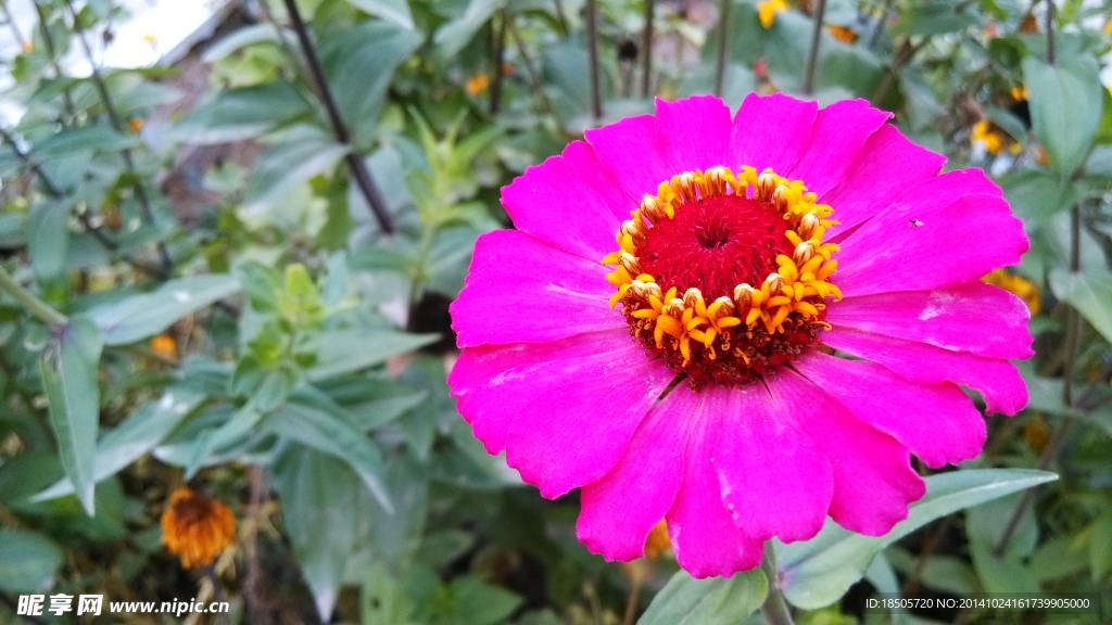 花草摄影景色