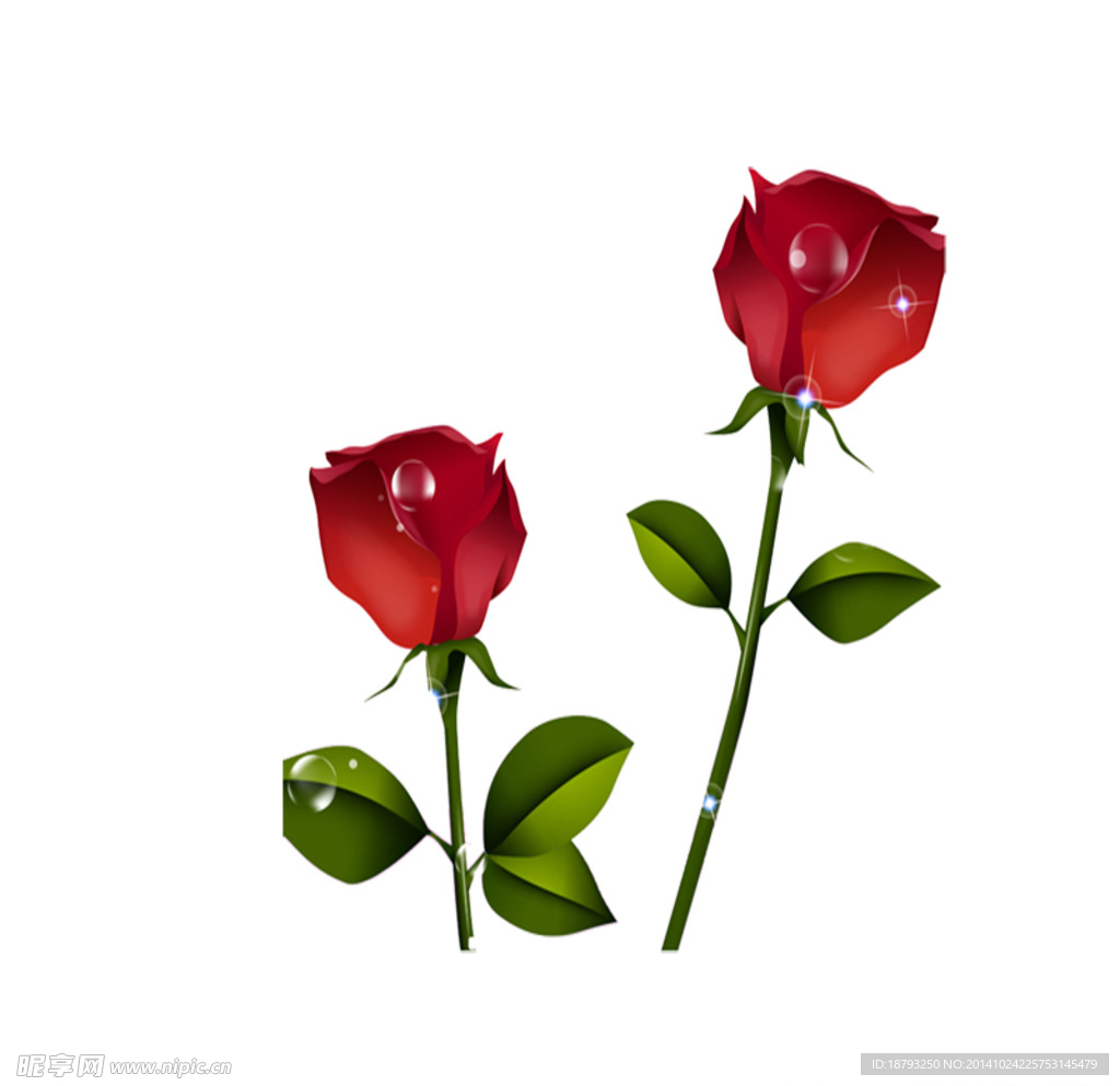 玫瑰花