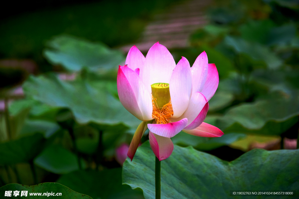 荷花