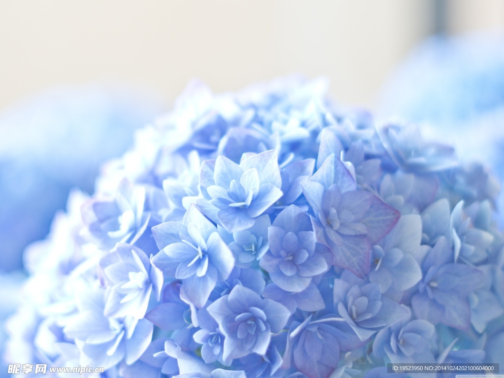 静物花特写