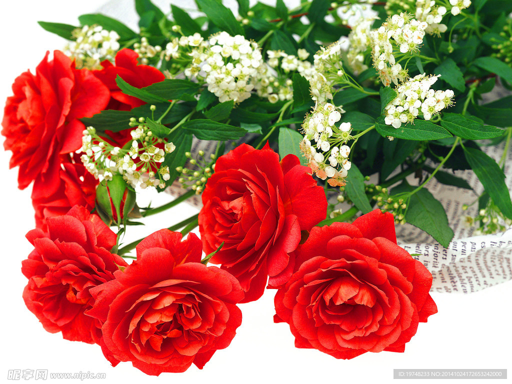 玫瑰花