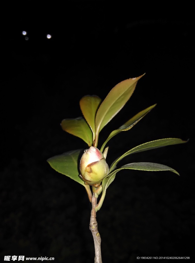山茶