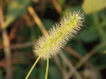 狗尾草