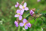 小花 野花