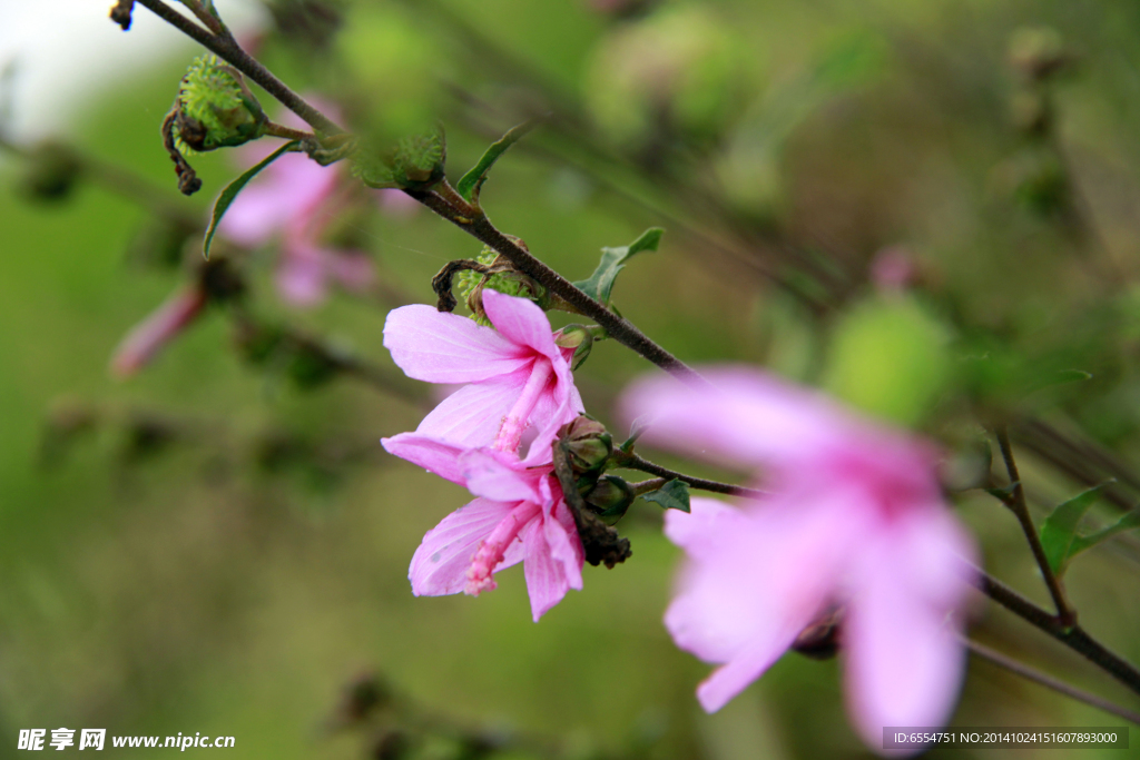 桃红花 小花 野花