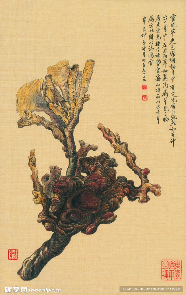 灵芝