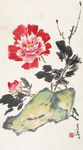 牡丹
