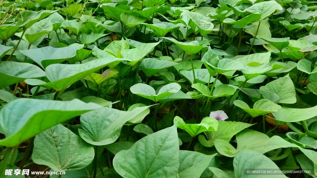 绿色植物摄影