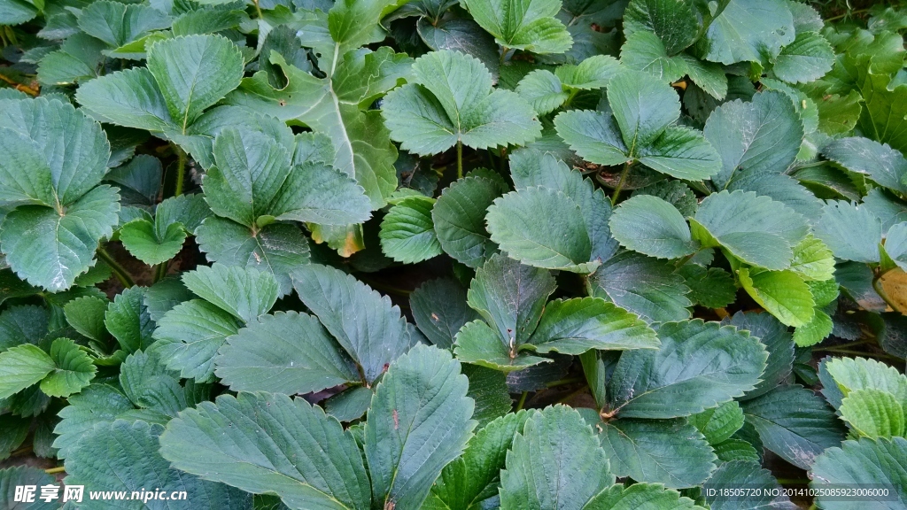 绿色植物摄影