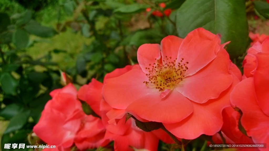 花朵摄影景色