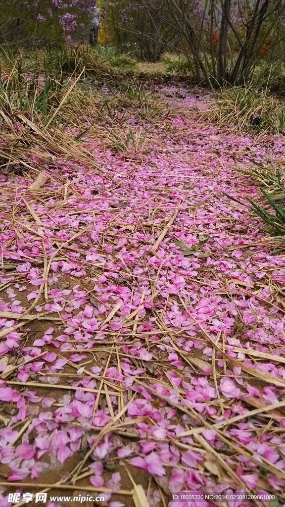 落花图片