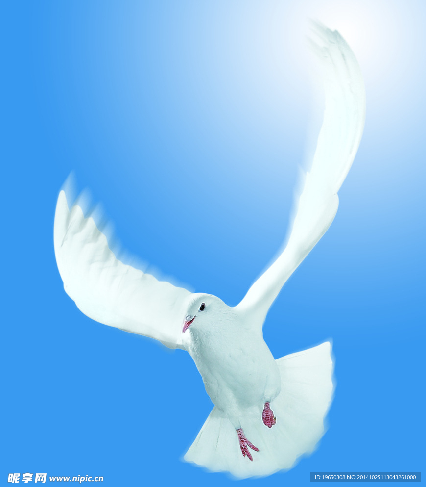 鸽子