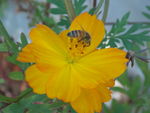 蜜蜂