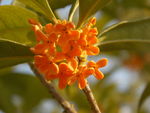 桂花