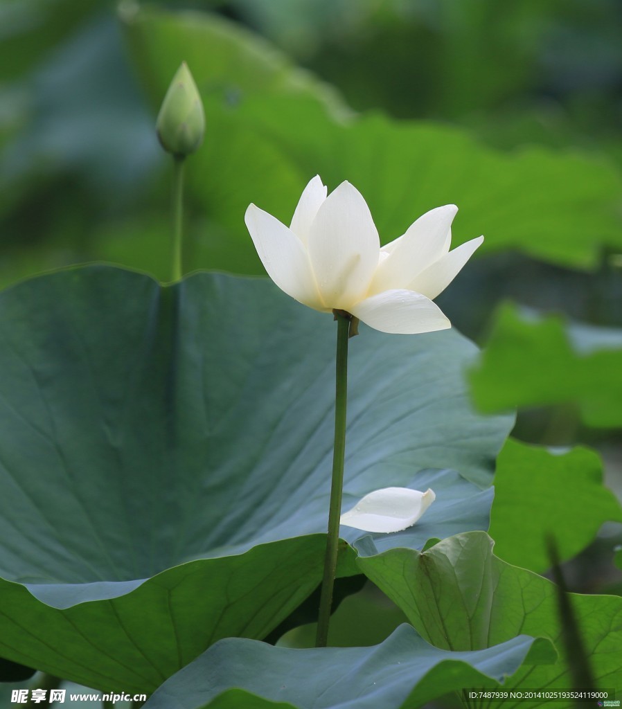 荷花