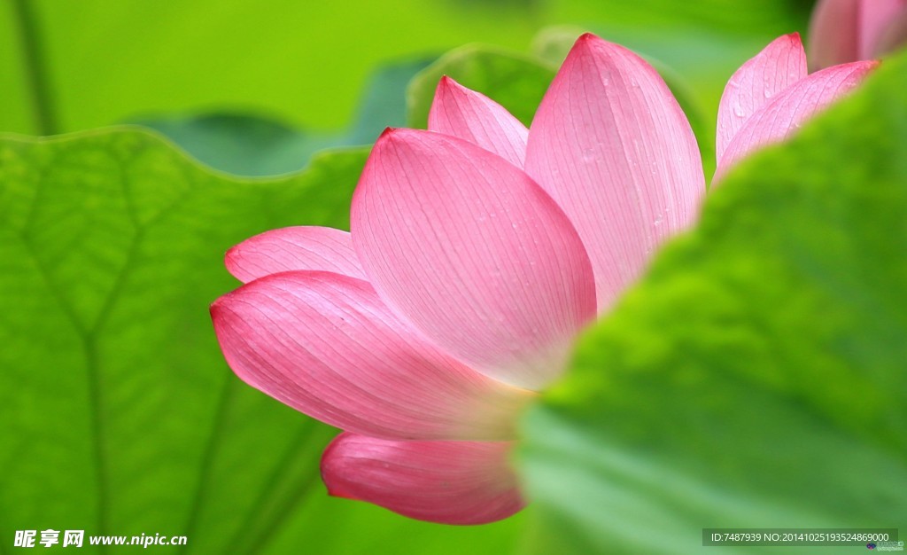 荷花