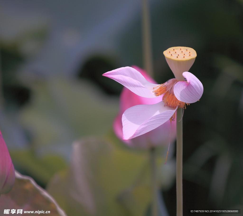 荷花