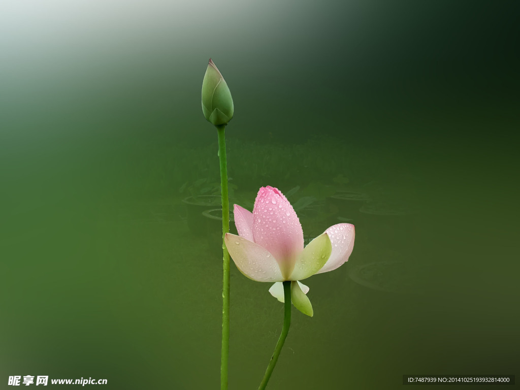 荷花
