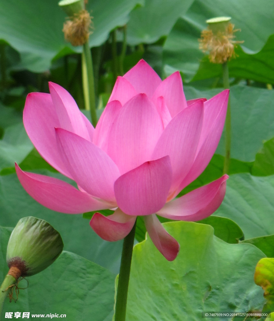 荷花
