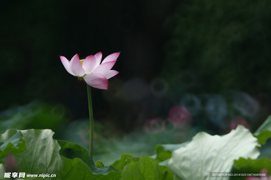 荷花