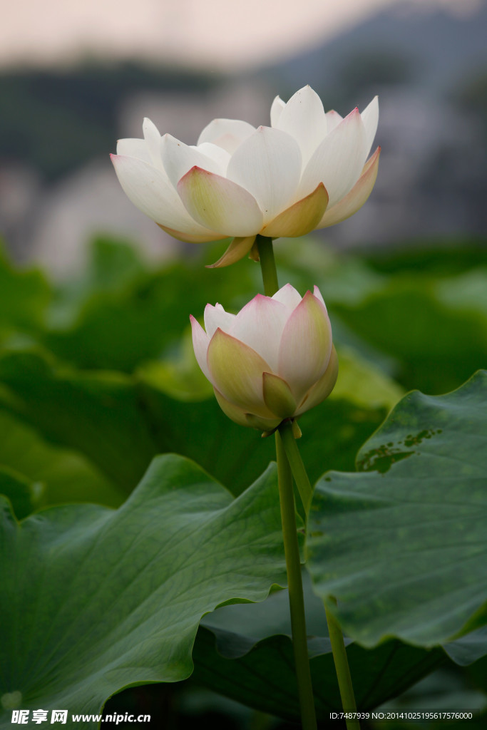 荷花
