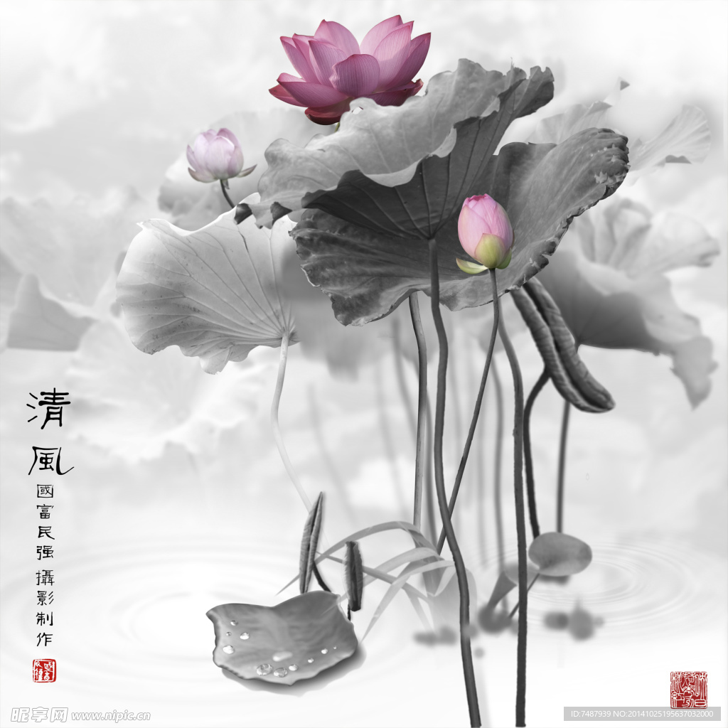 荷花