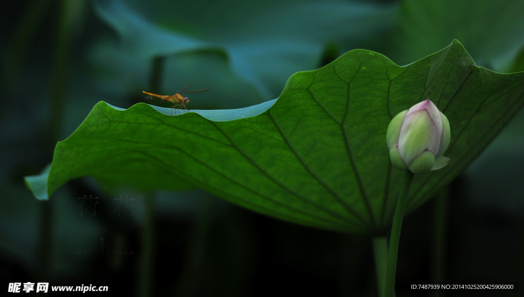 荷花
