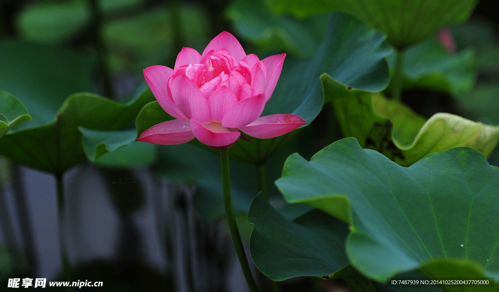 荷花