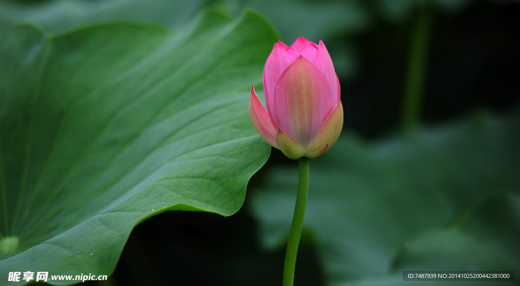 荷花