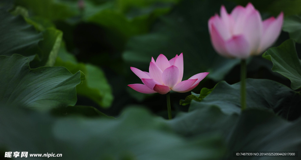 荷花