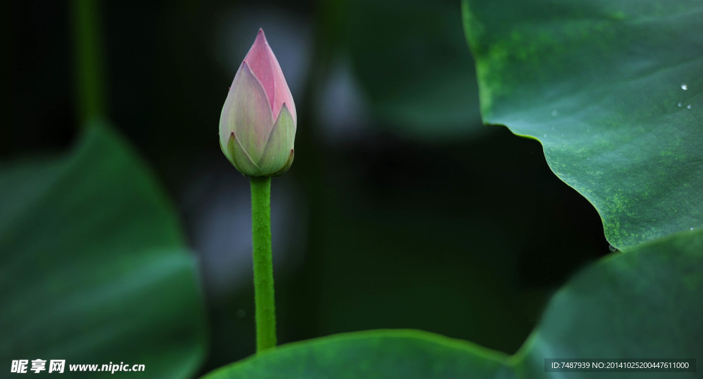 荷花
