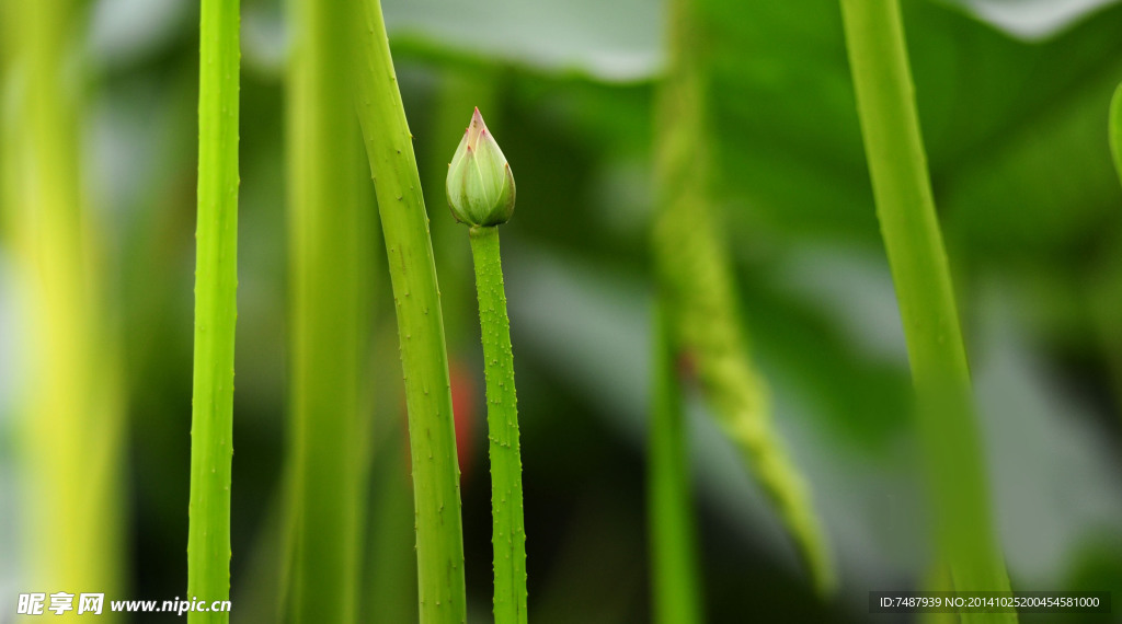荷花