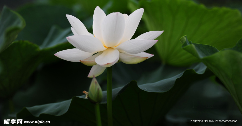 荷花