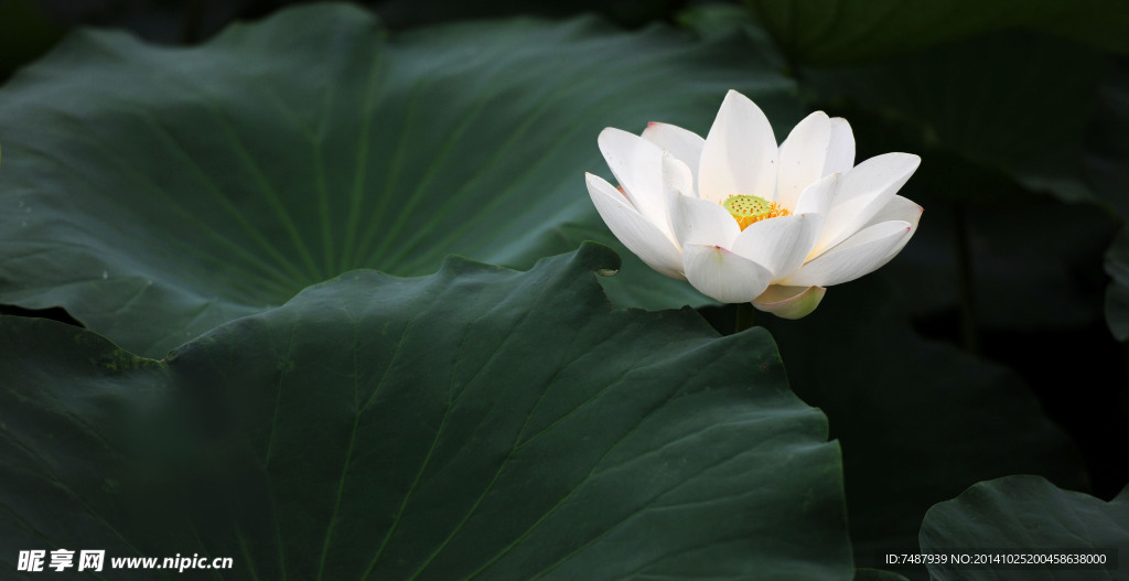 荷花