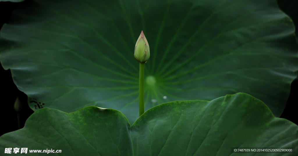 荷花