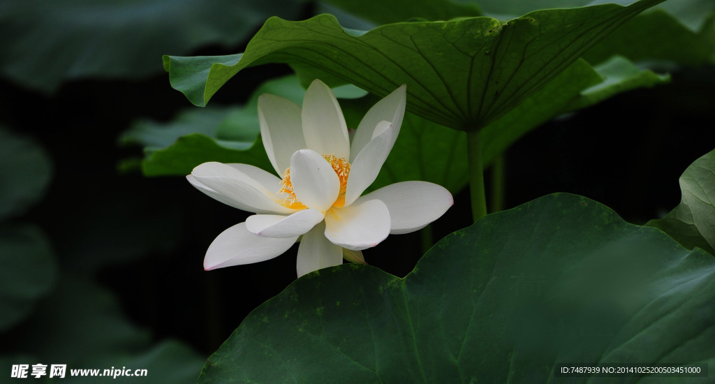 荷花