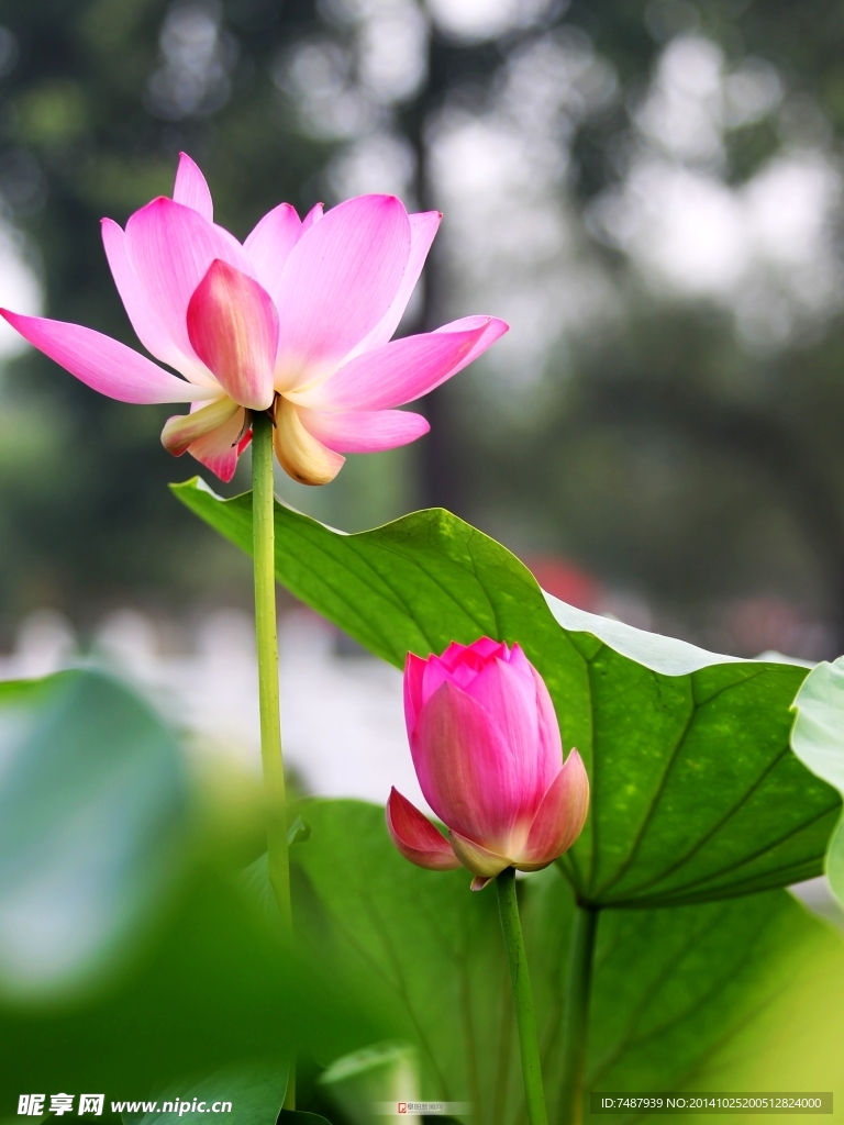 荷花