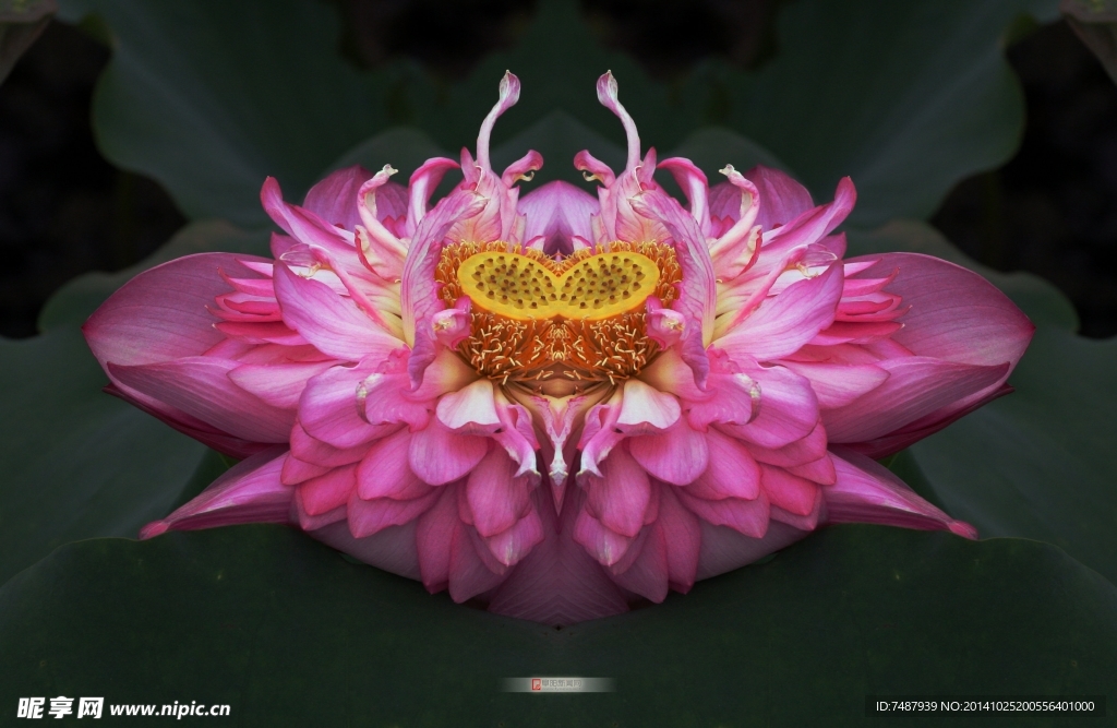 荷花