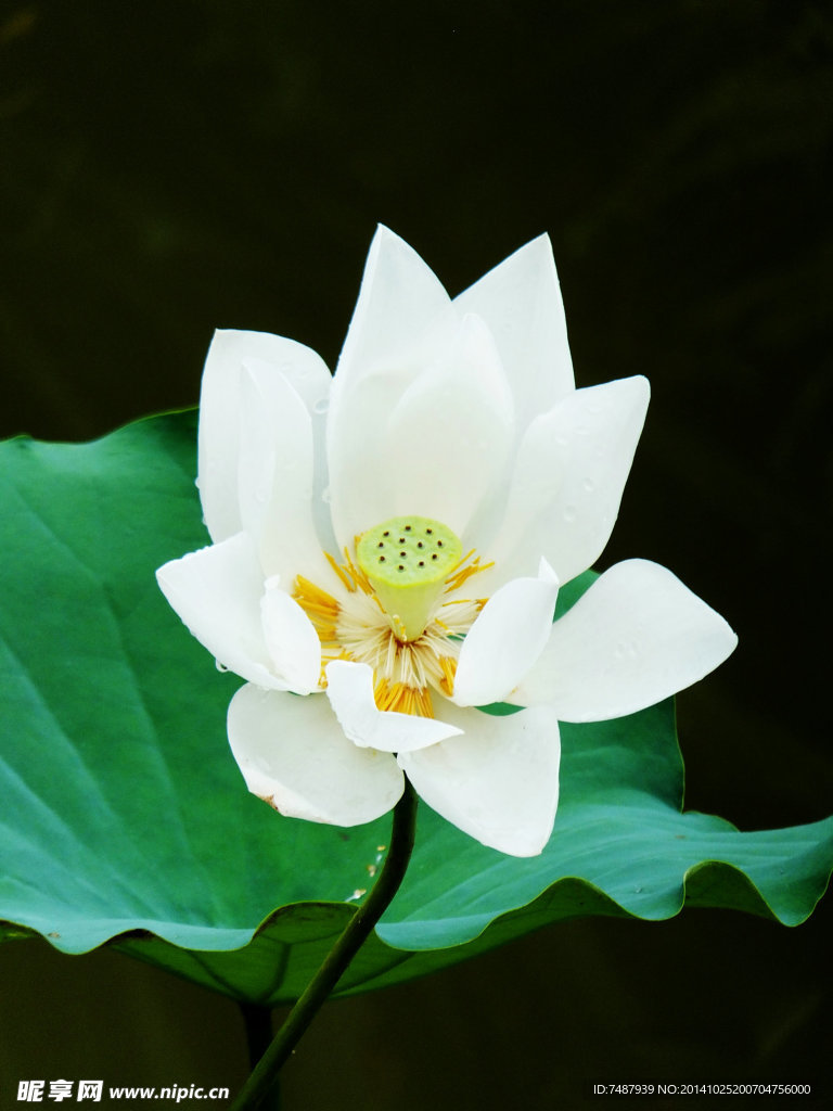 荷花