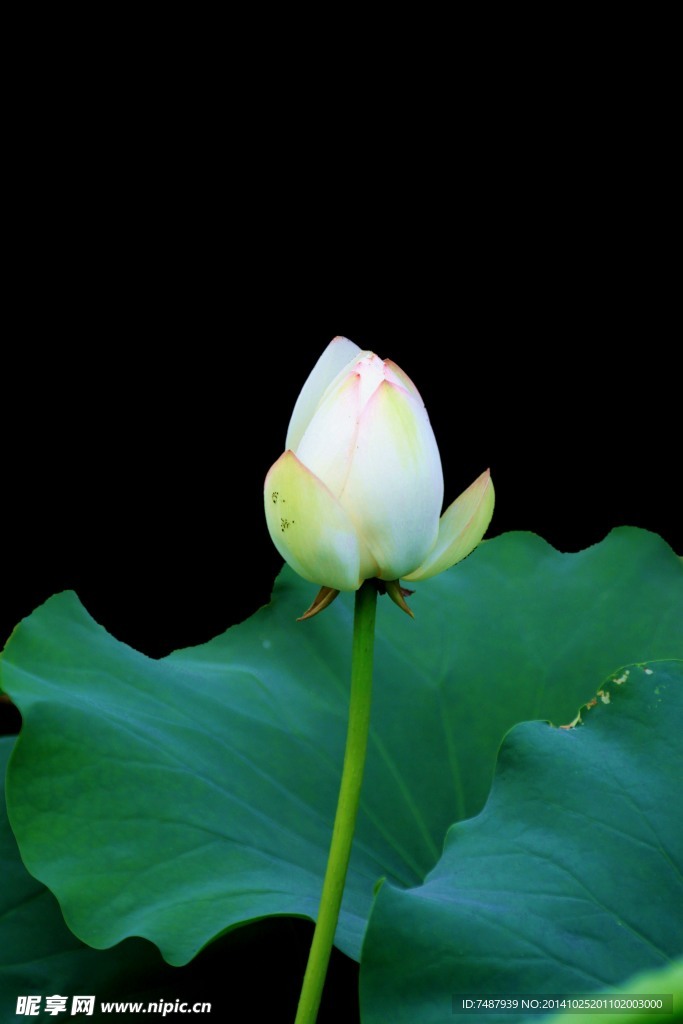 荷花