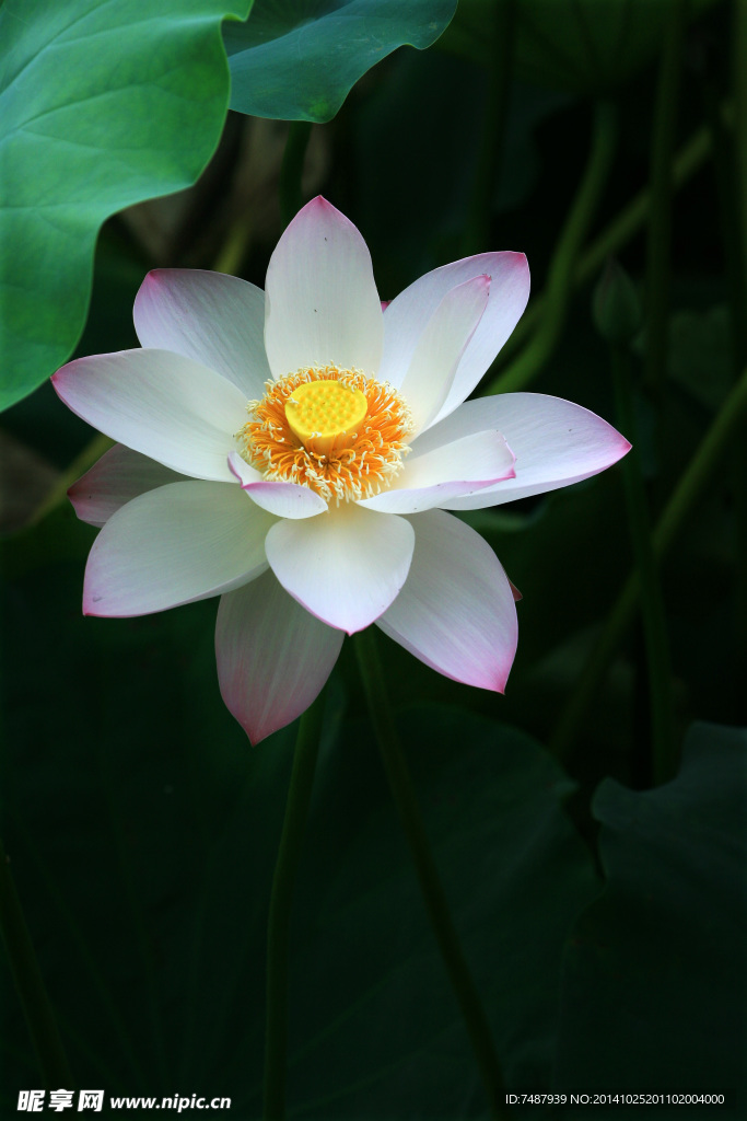 荷花